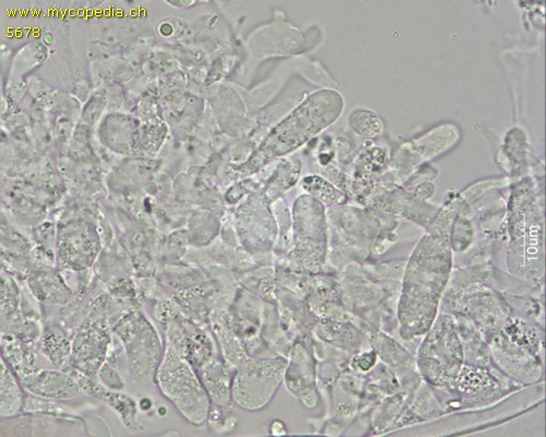 Mycena leptocephala - Zystiden und Basidien - Wasser  - 