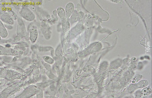 Mycena leptocephala - Zystiden - Wasser  - 