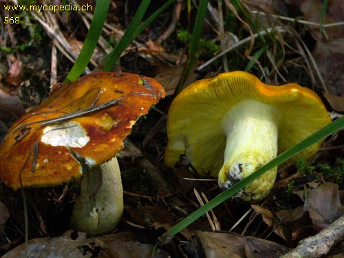 Russula aurea - 