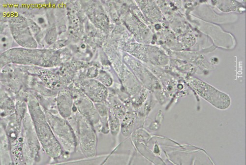 Mycena leptocephala - Zystiden - Wasser  - 