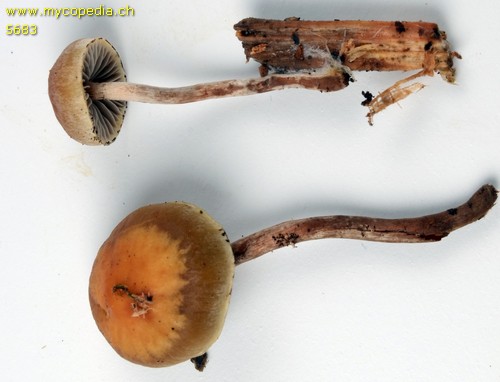 Hypholoma dispersum - 