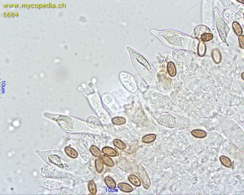 Hypholoma dispersum - Pleurozystiden als Chrysozystiden - Wasser  - 