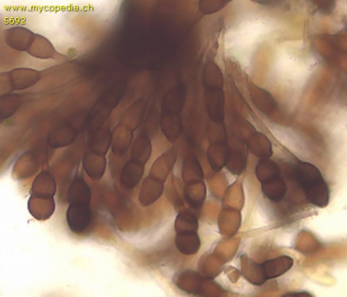 Puccinia magnusiana - 