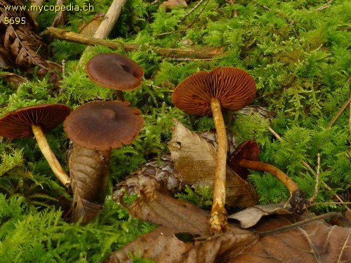 Cortinarius cinnamomeus - 