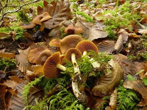 Cortinarius cinnamomeus - 