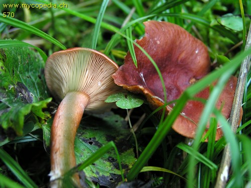 Lactarius badiosanguineus - 