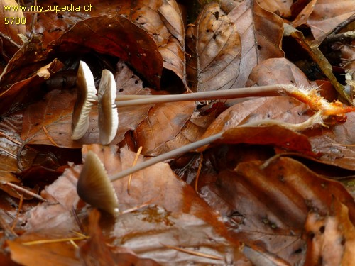 Mycena crocata - 