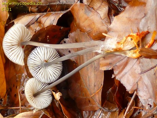 Mycena crocata - 