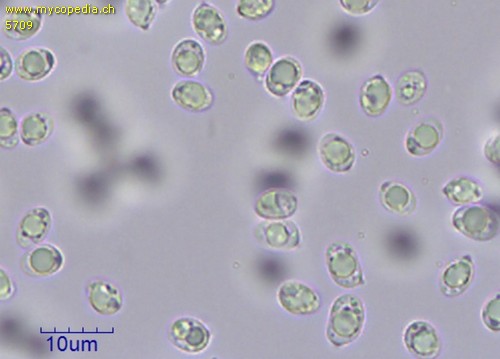 Tricholoma saponaceum - 