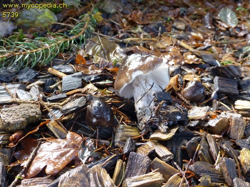 Pluteus ephebeus - 