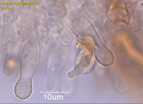 Hypholoma capnoides - Cheilozystiden - 