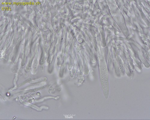 Neolentinus adhaerens - Pleurozystiden - 