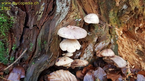 Neolentinus adhaerens - 