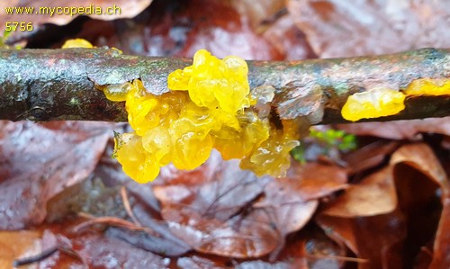 Tremella mesenterica - 