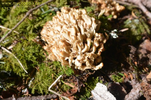 Clavulina coralloides - 