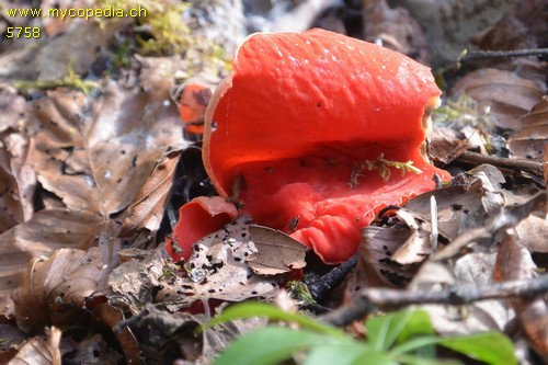 Sarcoscypha austriaca - 