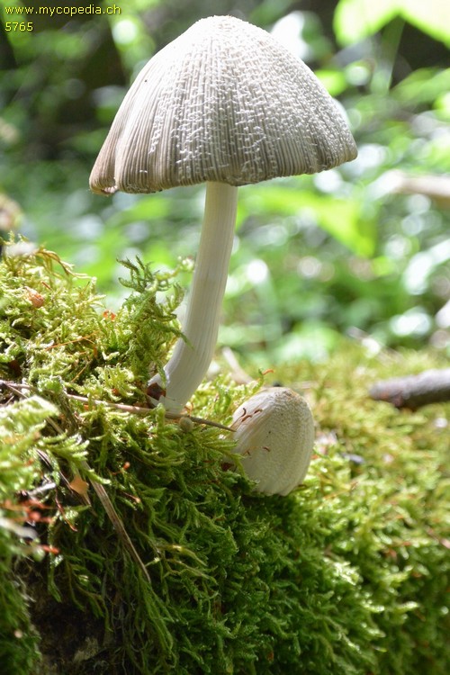 Coprinellus domesticus - 