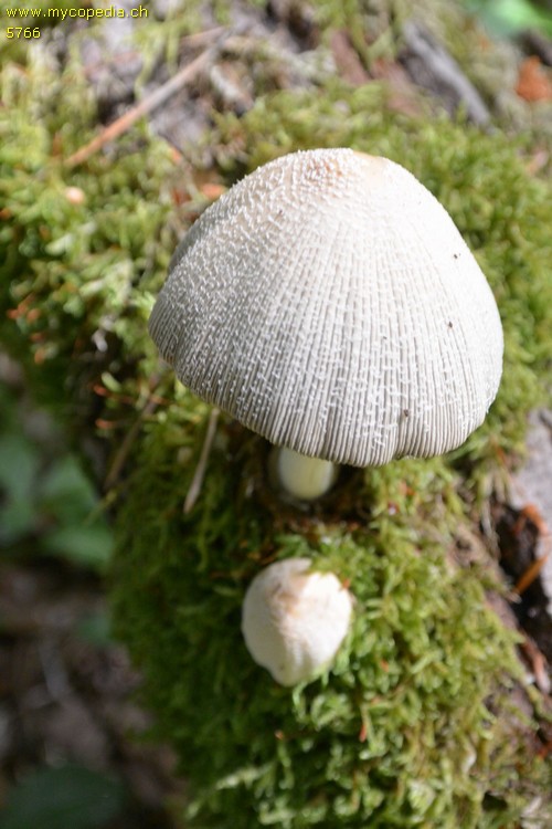 Coprinellus domesticus - 