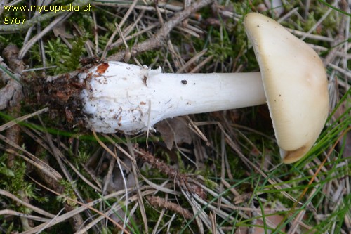 Amanita crocea - 