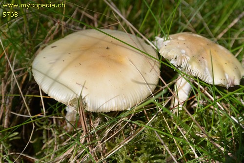 Amanita crocea - 