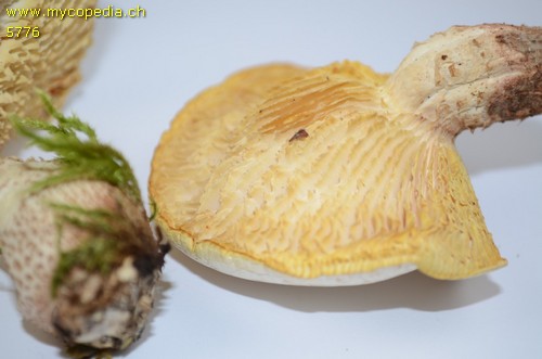 Neolentinus lepideus - 