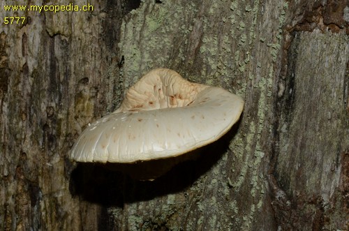 Neolentinus lepideus - 