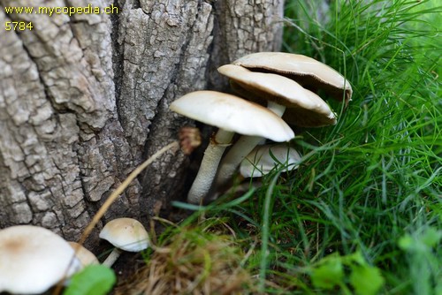 Cyclocybe aegerita - 