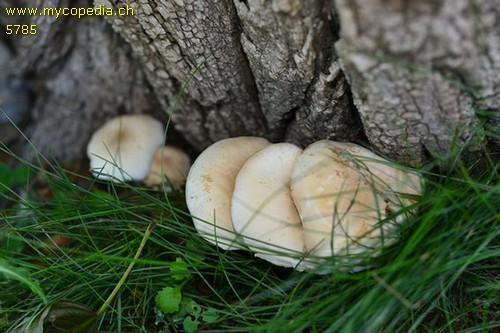 Cyclocybe aegerita - 