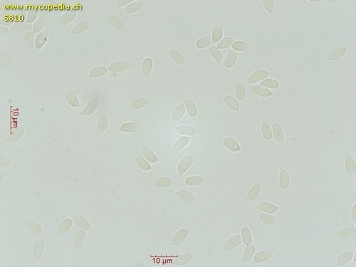 Atheniella flavoalba - Sporen - Wasser  - 