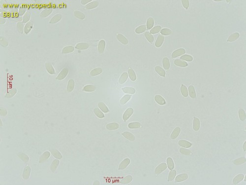 Atheniella flavoalba - Sporen - Wasser  - 