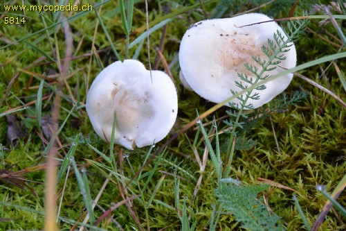 Hebeloma velutipes - 