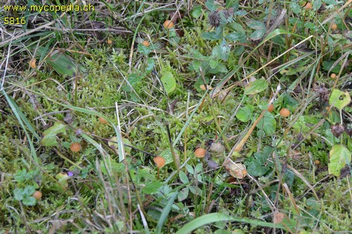 Galerina vittiformis - 