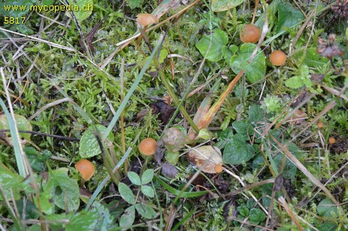 Galerina vittiformis - 