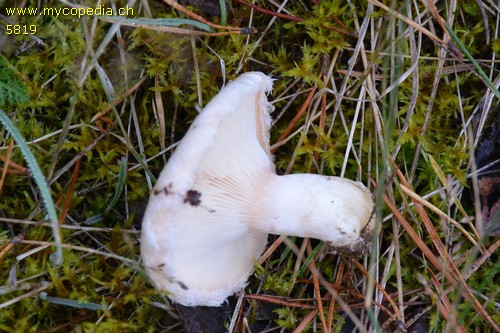 Lactarius pubescens - 