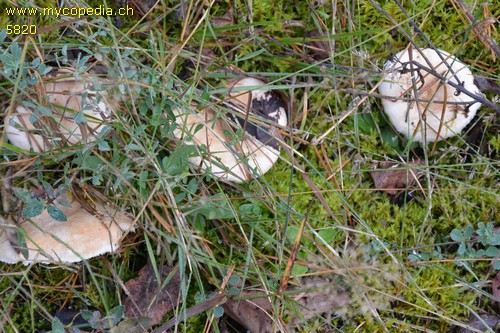 Lactarius pubescens - 