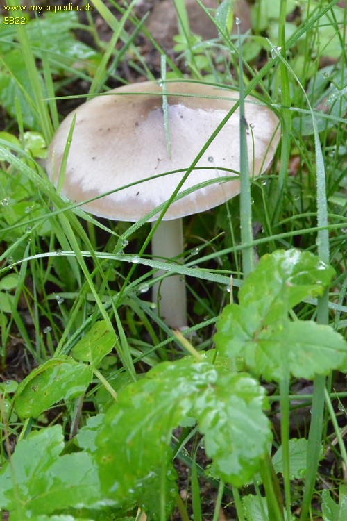 Volvariella gloiocephala - 