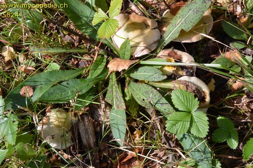 Stropharia albonitens - 