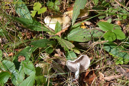 Stropharia albonitens - 