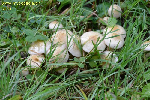 Pholiota squarrosa - 