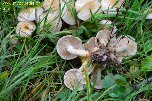 Pholiota squarrosa - 