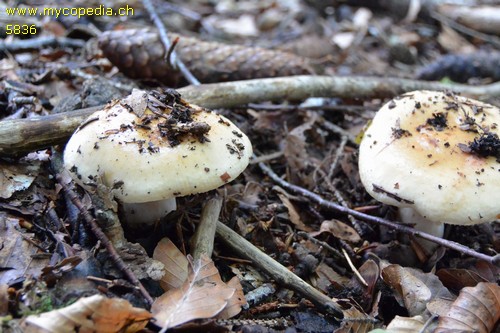 Russula fellea - 