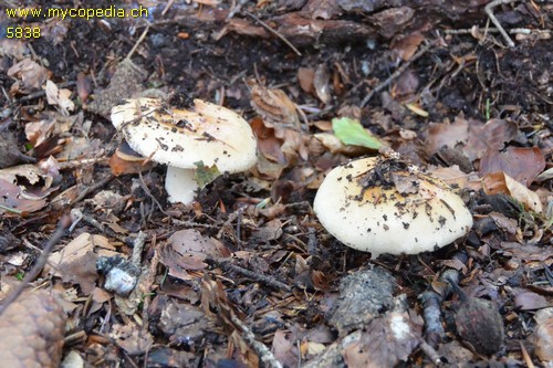 Russula fellea - 