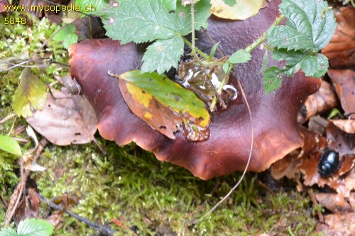 Polyporus badius - 