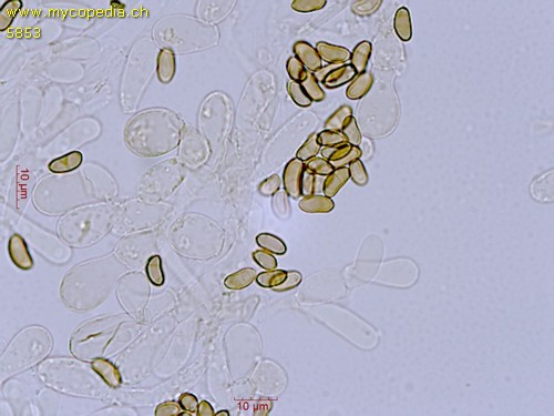 Flammulaster limulatus var. limulatus - Sporen - KOH  - 