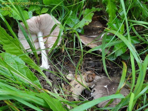 Pluteus ephebeus - 