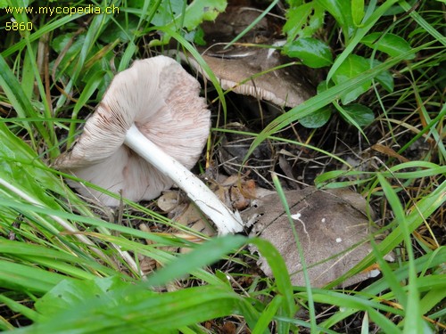 Pluteus ephebeus - 