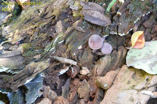 Mycena galopus - 