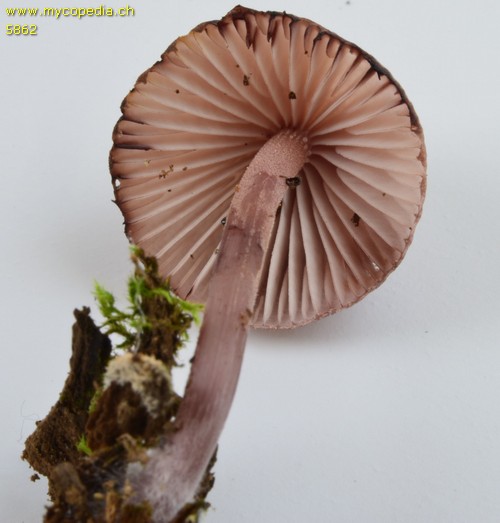 Mycena galopus - 