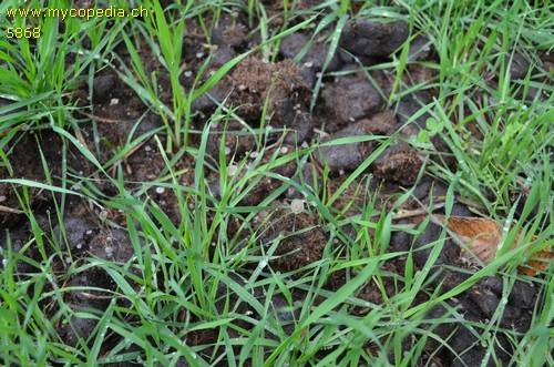 Coprinellus heptemerus - 