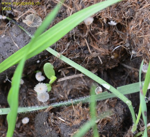 Coprinellus heptemerus - 